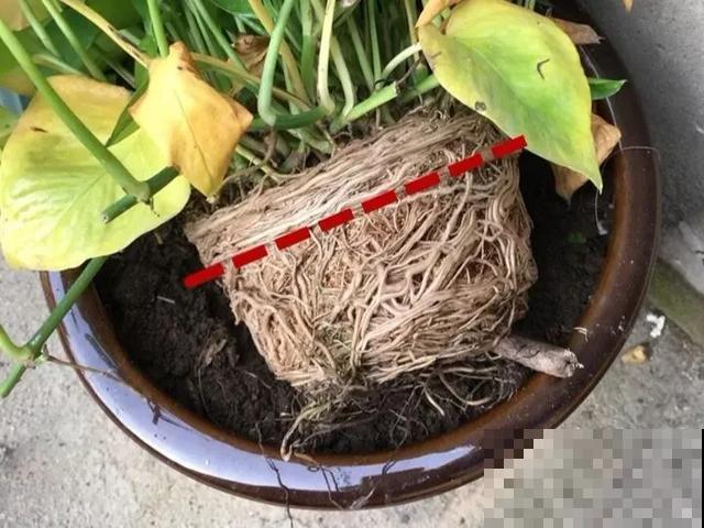 特能吃土的花，抓紧时间换盆，晚了就不开花