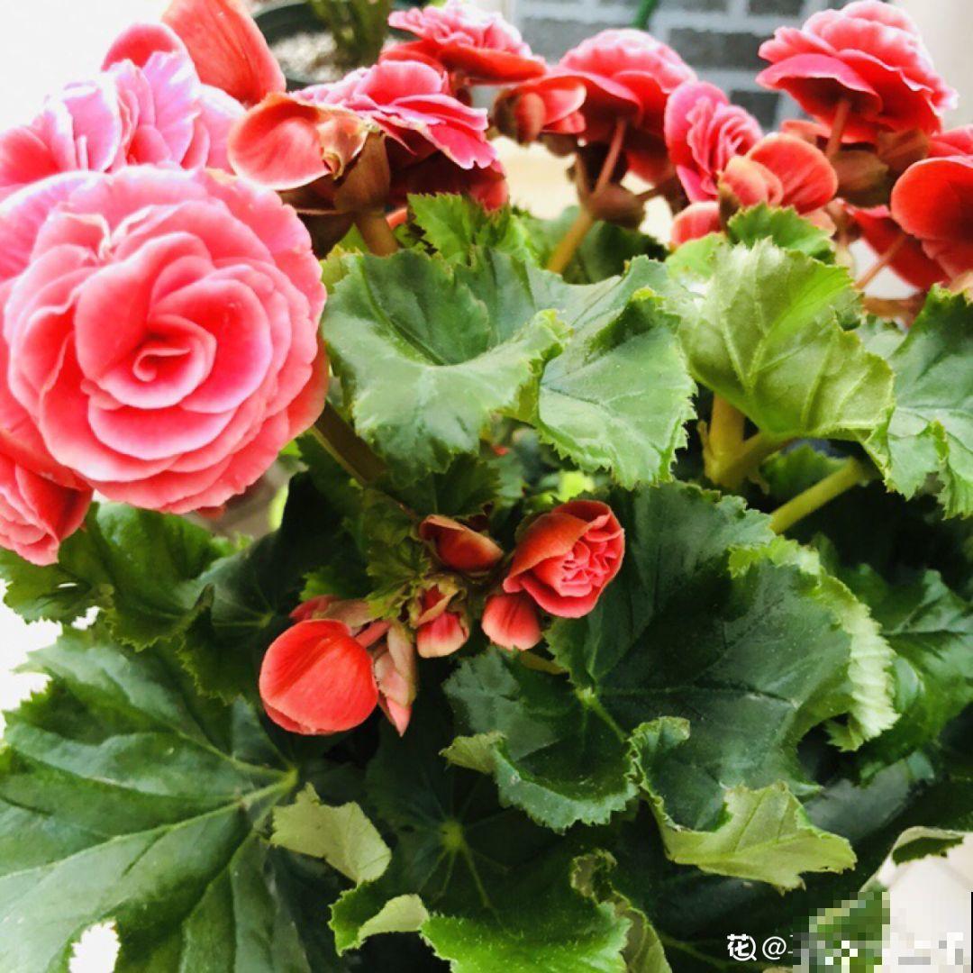 长寿花养腻了，就养一盆它，四季开花大又爆！