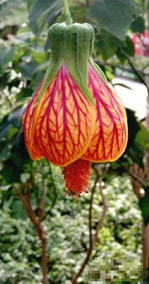 日这花开花像小铃铛，一年能开5个月，真“超长待机”