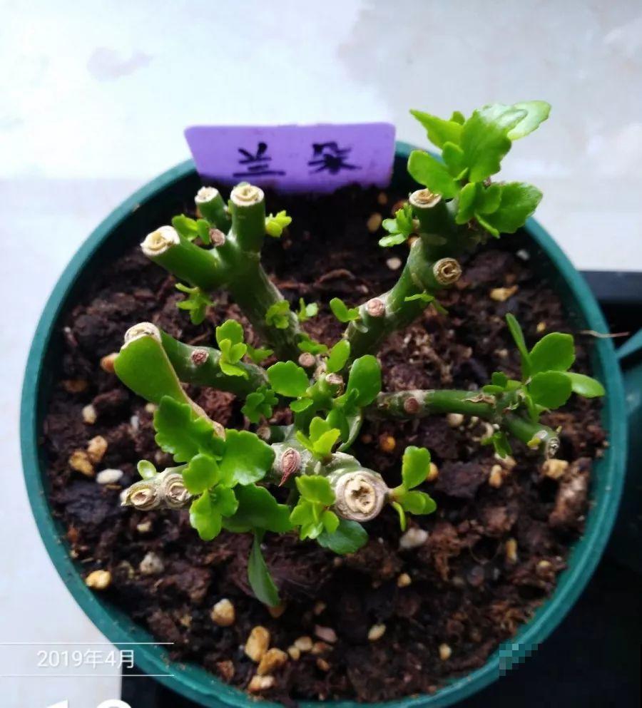 给花狠心剃光头，新芽呼呼冒，1年变老桩！