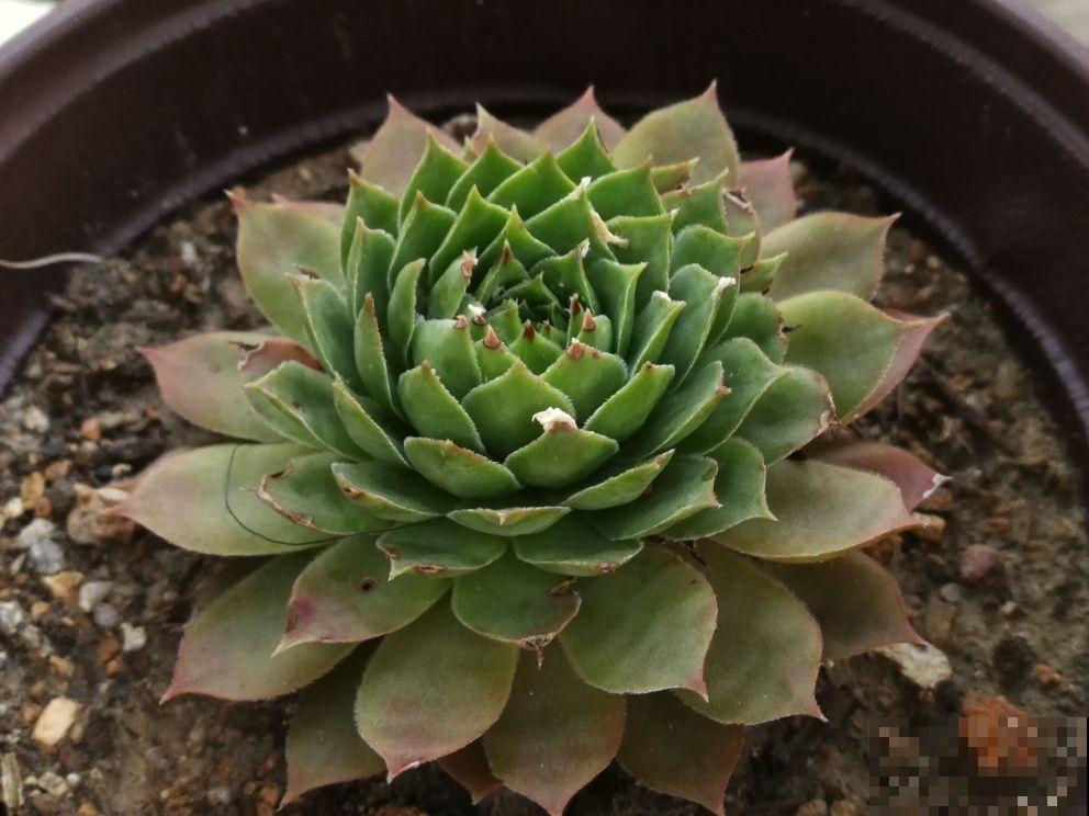 特烦人的蚧壳虫，爬的满叶子都是，用它擦叶子，虫子全掉光