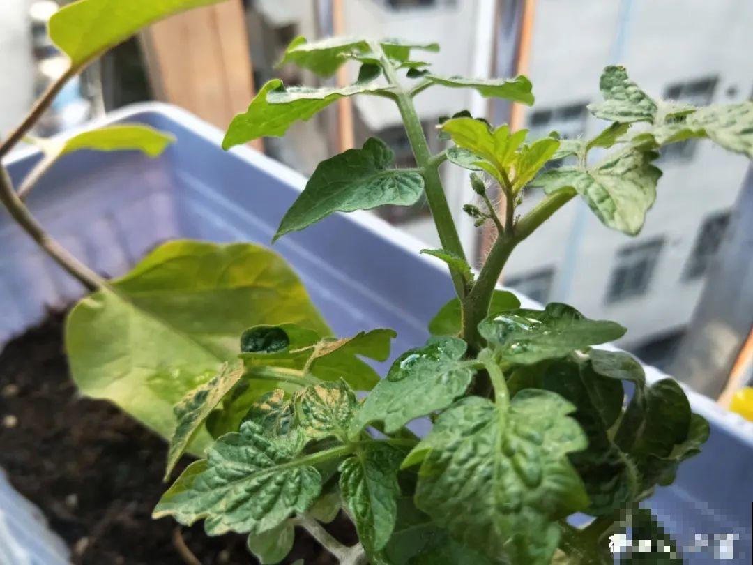 10种花，3月播种长最快，晚了还要等半年！