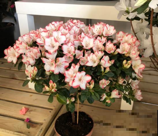这种花不能买，搬回家就掉光叶子，几乎养不活！