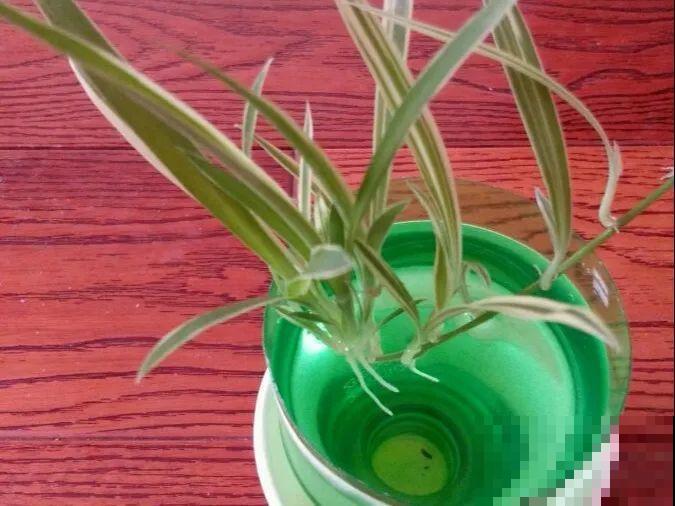 给这花换盆，土里扒出30个崽，根本不用扦插！