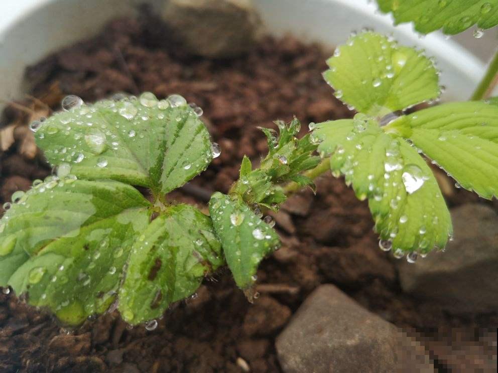 土壤突然长出霉菌，莫慌忙扔掉，掌握这技巧还有的救！