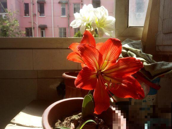 盆里种棵“洋葱头”，开花比脸还大，红红火火真吉祥！