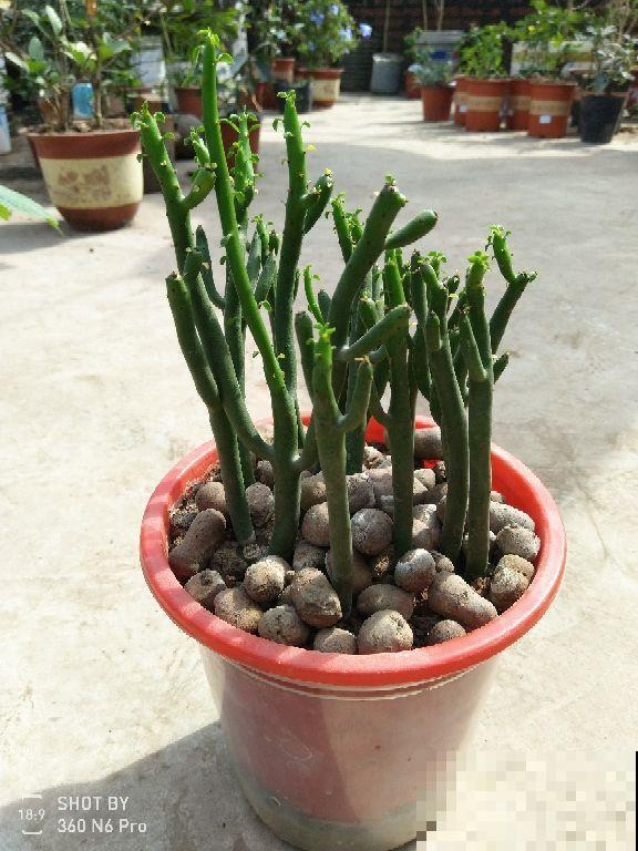 别看这花是个光杆，太阳一照，通透碧绿，谁见了都想养