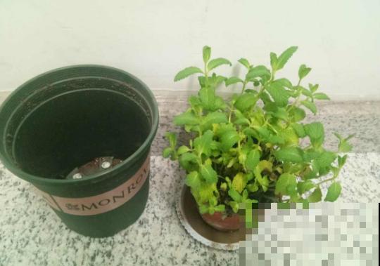 春天给花换盆，遇到这3种情况不能换，换了你会后悔的！