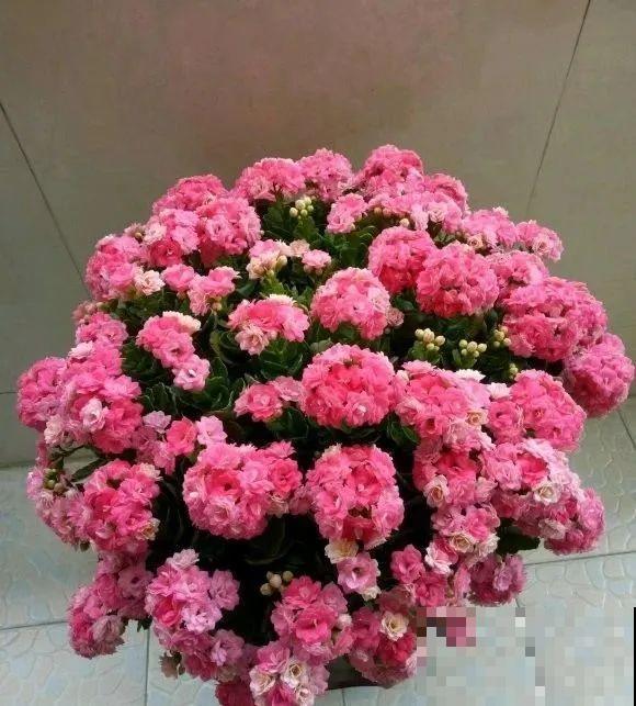 1棵长寿花，冒出124个花箭，开花开成大锅盖，咋养的？