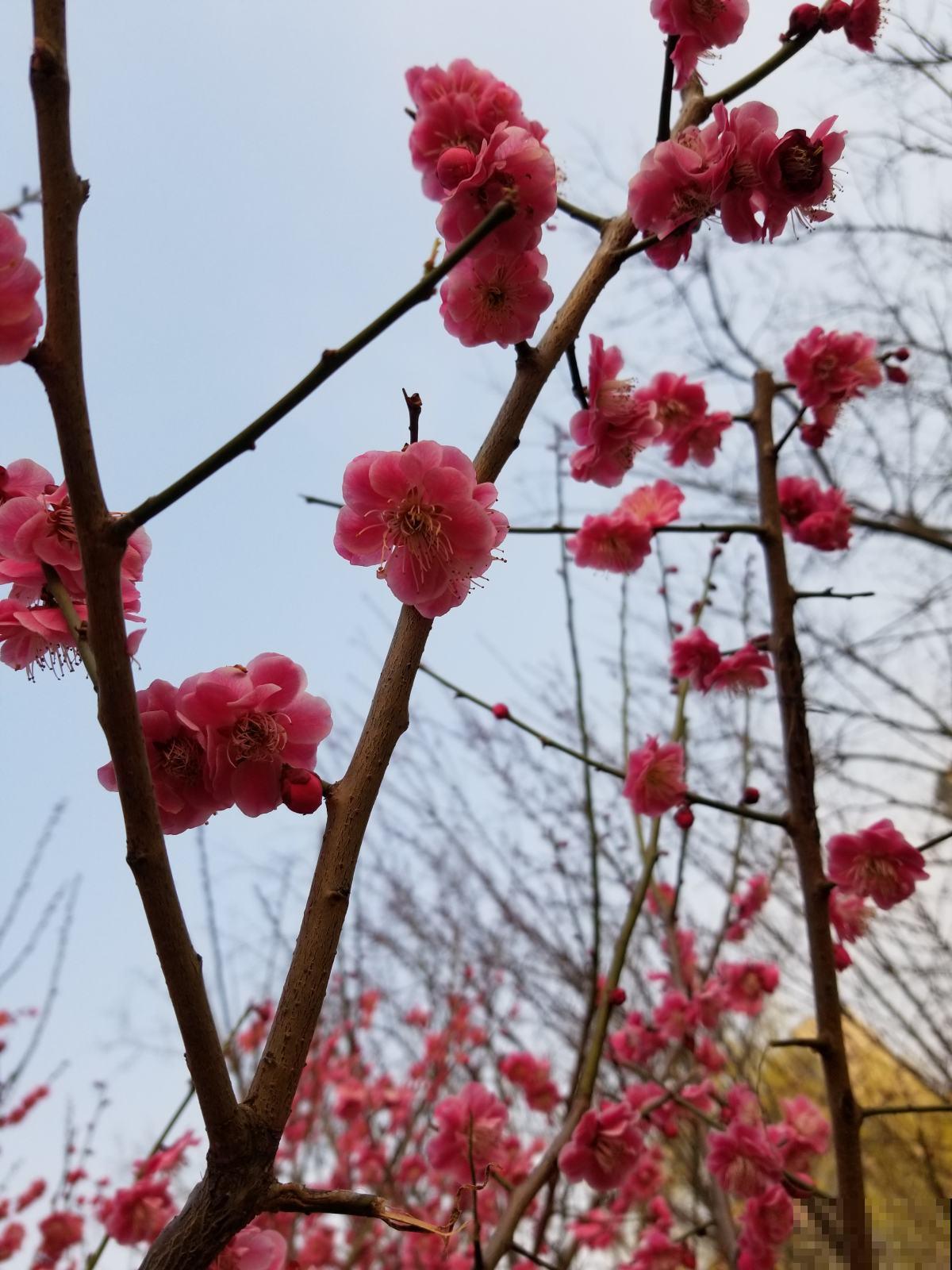 古代人都爱养的“4种花”，特上档次，家里养一盆，富贵满堂