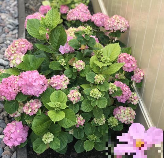 野外这3种土，是养花黄金土，枝繁叶茂根又壮！