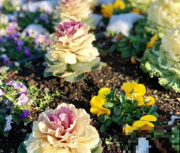 这花真耐冻，下雪照样开，现在正是花期