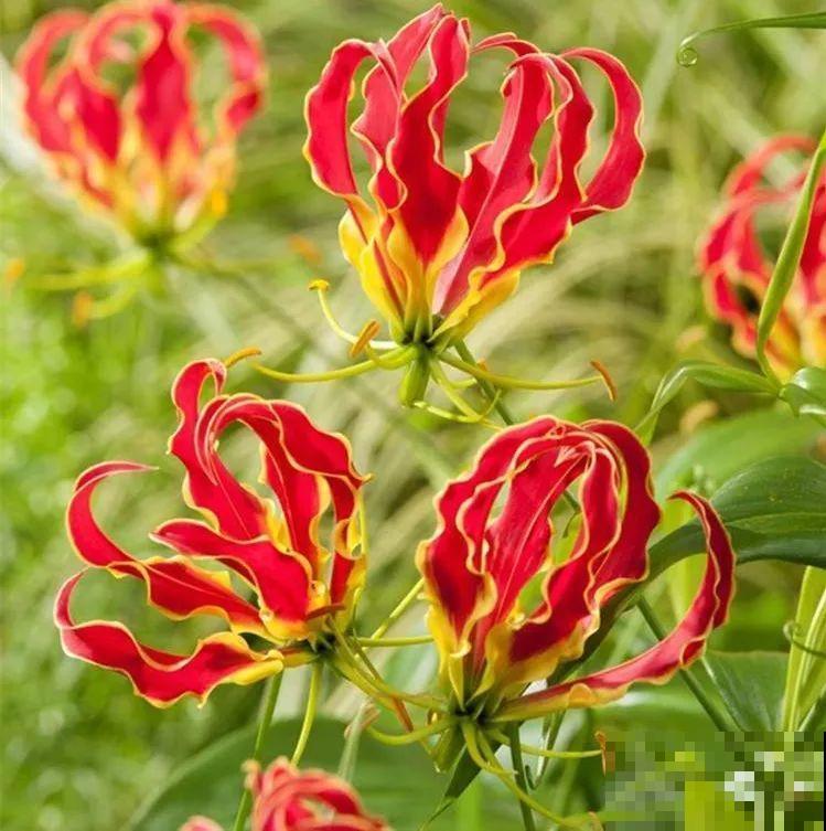 15种花，2020年很流行，许多都是新面孔，养了就上瘾！
