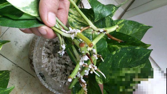 绿萝剁八段，埋土里就发芽，10天长出一茬苗！
