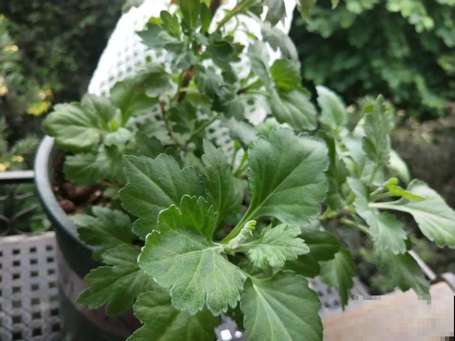 给这花换盆，土里扒出30个崽，根本不用扦插！