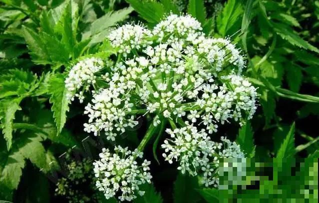 春天野菜赛黄金，教你2种做法，好吃又养生！