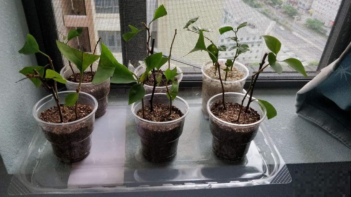 现在扦插2种花，成活率超高，开春不用再买了！