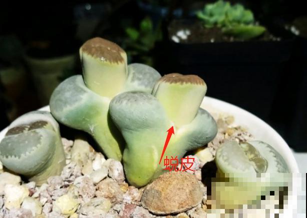 长得像屁股的花，Q弹可爱，春天还会蜕皮！