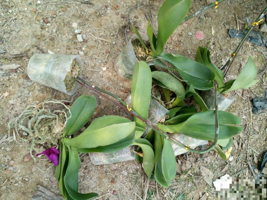 垃圾桶周围逛两圈，捡到3个宝，花和土都有了