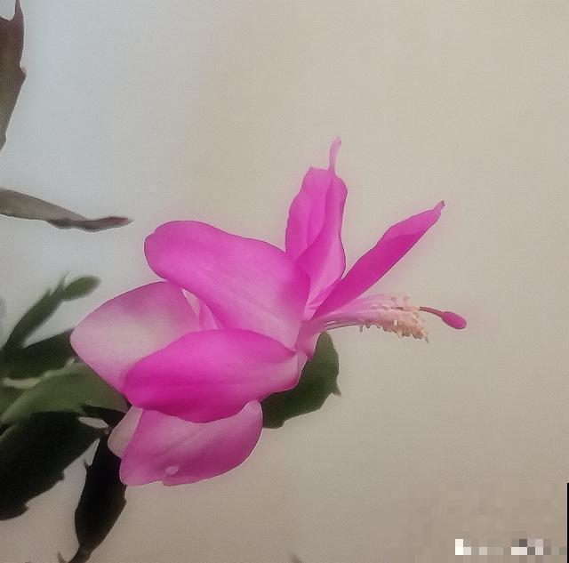 蟹爪兰、仙人指和假昙花，到底怎么区分，别再傻傻分不清了！