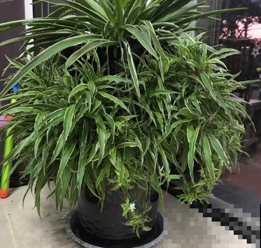 换盆不做这件事，就等于白换了，一年也不长个！