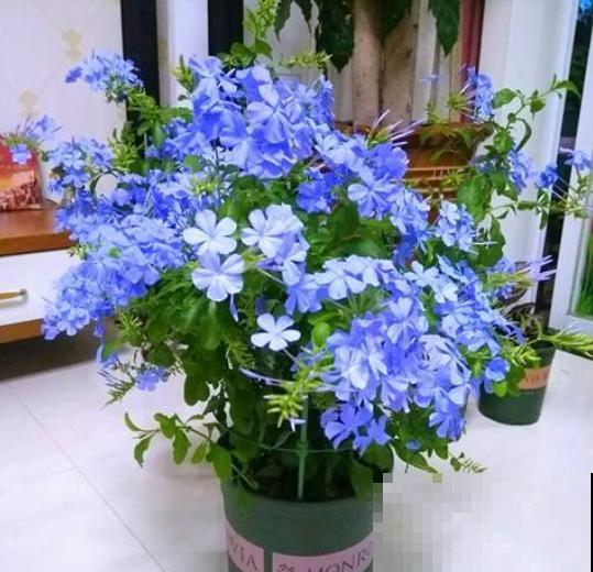 花期超长的5种花，最适合春天种，一开就是大半年！