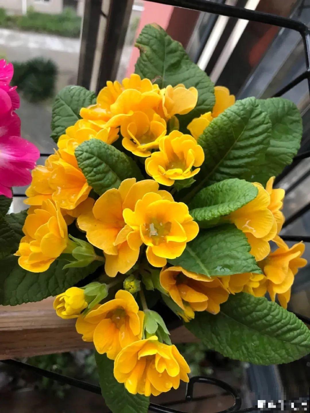 别看报春花个头小，一开就是大半年，小阳台照样美成花海！
