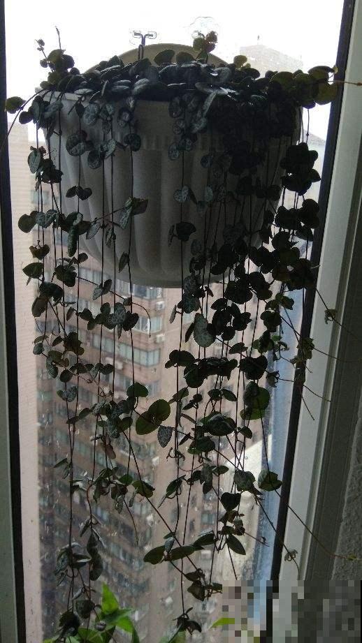 这花吊着养，不光有趣，对花也好，装饰感十足