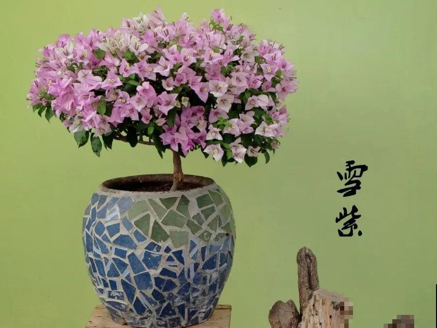 金枝玉叶不能长太高，越矮越值钱，一长高就砍！
