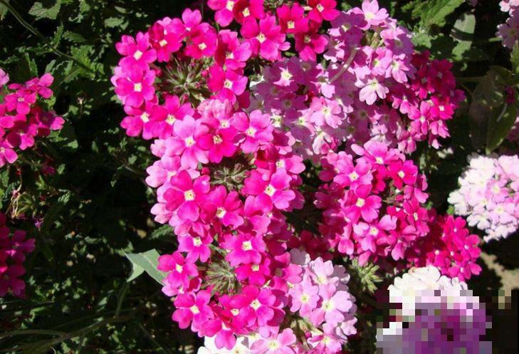 春天养这8种花，一开就是一团球，阳台也能变花园！