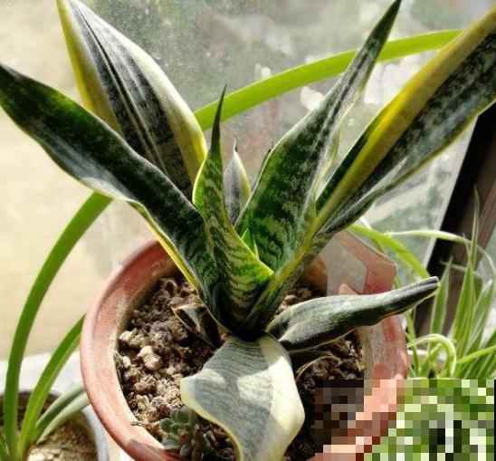 今日立春，家里有这些花，不要着急搬出去露养！