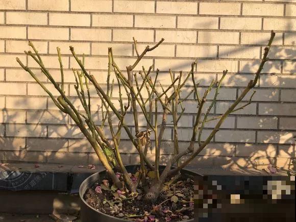 春天养花，别乱修剪，小心一年不开花