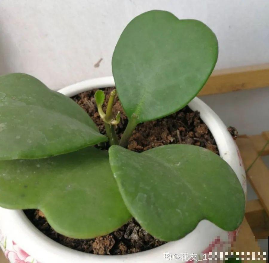 开完花的蟹爪兰，叶子摘一摘，放在梳子上遇水就生根！