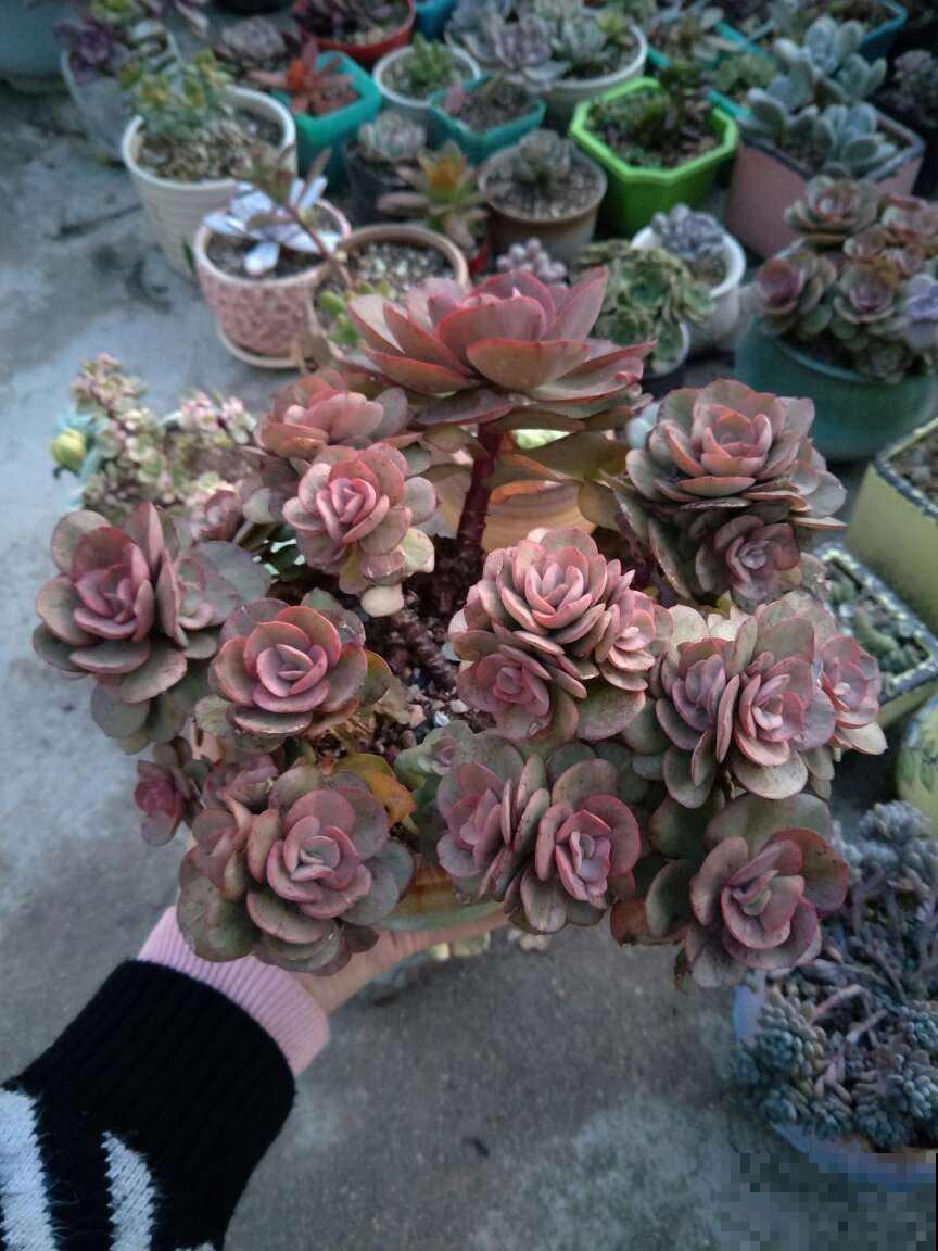 这花不一样，太阳越晒，叶子越红，养在家里像个艺术品