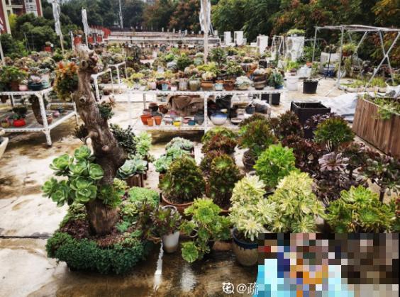 一个人喜欢养花的人，定是对生活充满了热情的人！