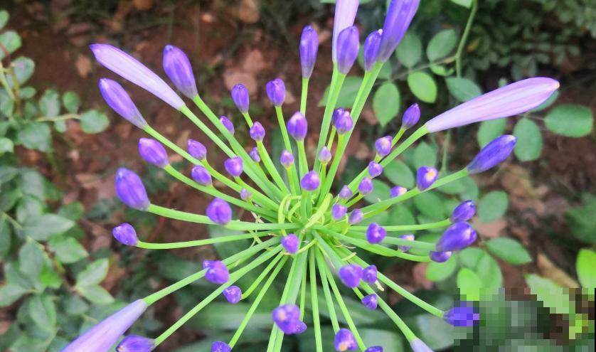 这花被误认为“蓝色君子兰”，开花特漂亮，一根枝能开50朵花