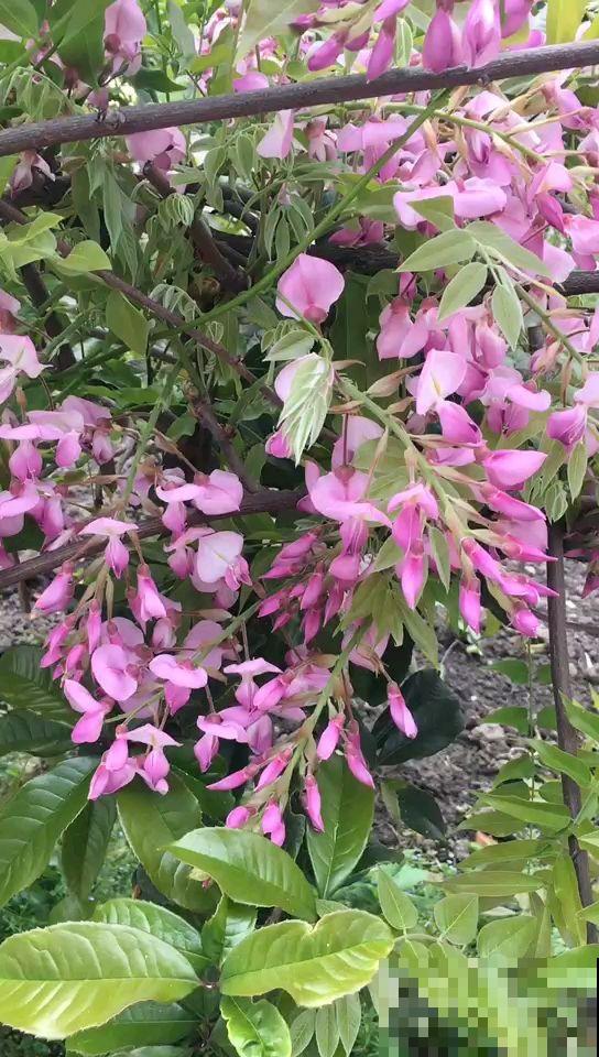 家里养棵紫藤花，紫气东来寓意好，还能开成花瀑布