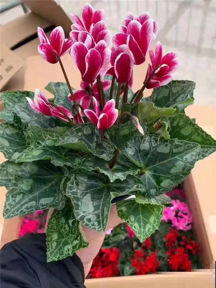 这么漂亮的花，从来没养活过，说多了都是泪！