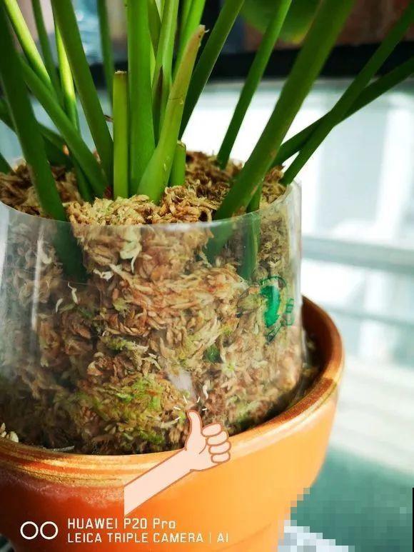 1棵长寿花，冒出124个花箭，开花开成大锅盖，咋养的？