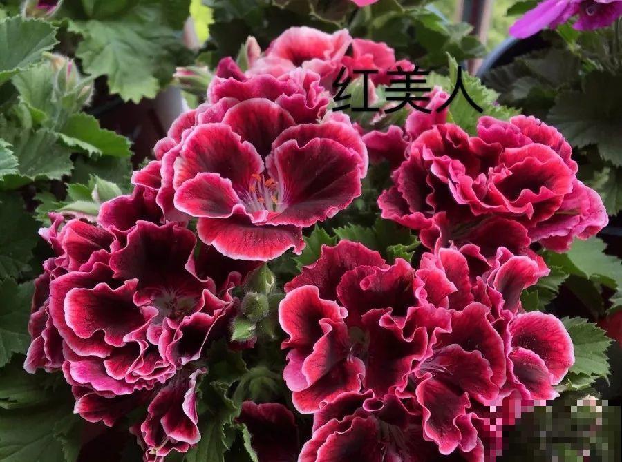 干净明亮的小窗台，适合养这花，谁见都夸漂亮！