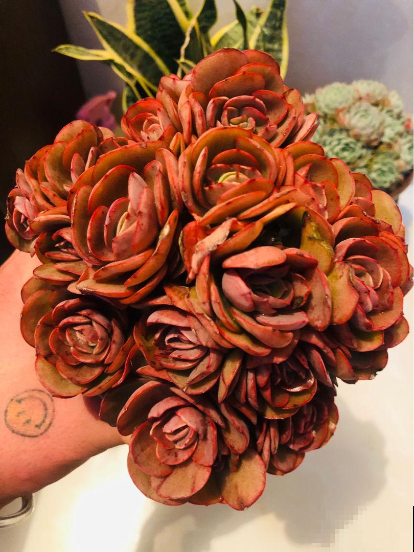 这花不一样，太阳越晒，叶子越红，养在家里像个艺术品