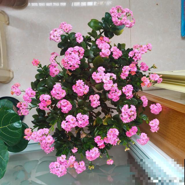 养了3年的长寿花，长成一棵大树，开花上百朵！