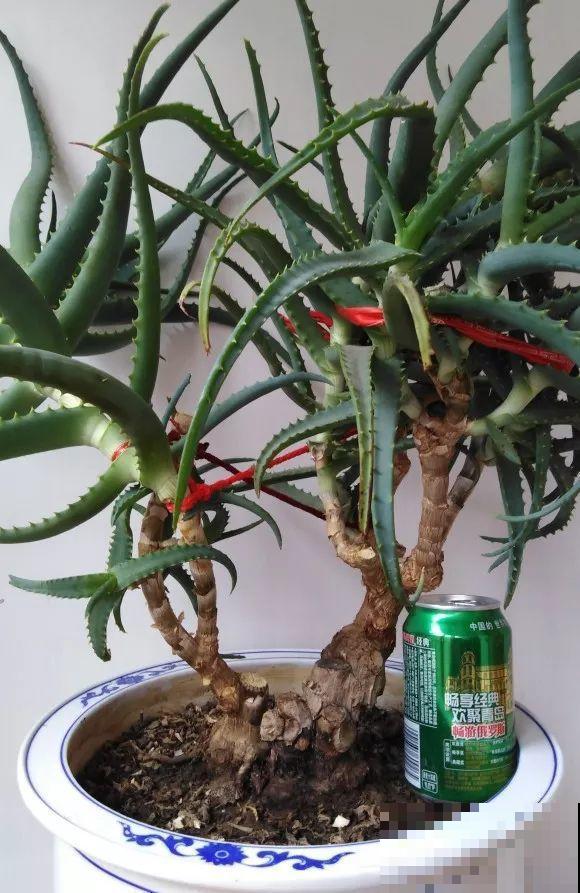 25年的芦荟，长成胳膊粗大老桩，年年开出“吉祥花”！