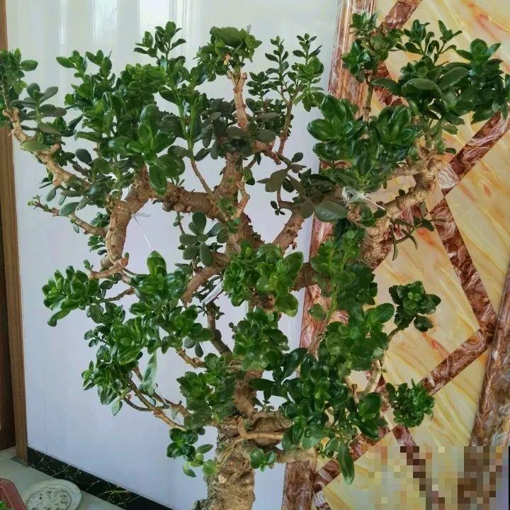 用长寿花盆里浇点它，叶片个个都巴掌大，长成2米“巨无霸”！