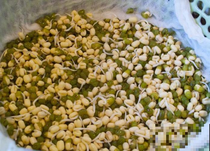不想去超市人挤人买菜，不如在家发点绿豆芽，两三天就搞定！