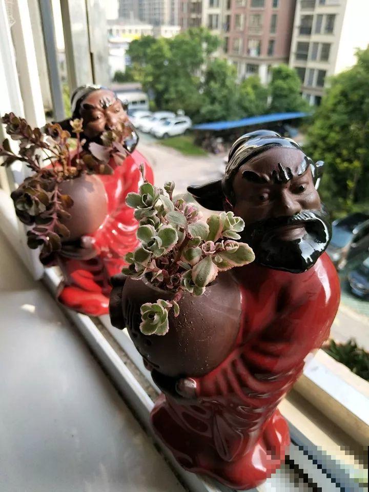 酒瓶子舍不得扔，做成花盆，美到你认不出来！