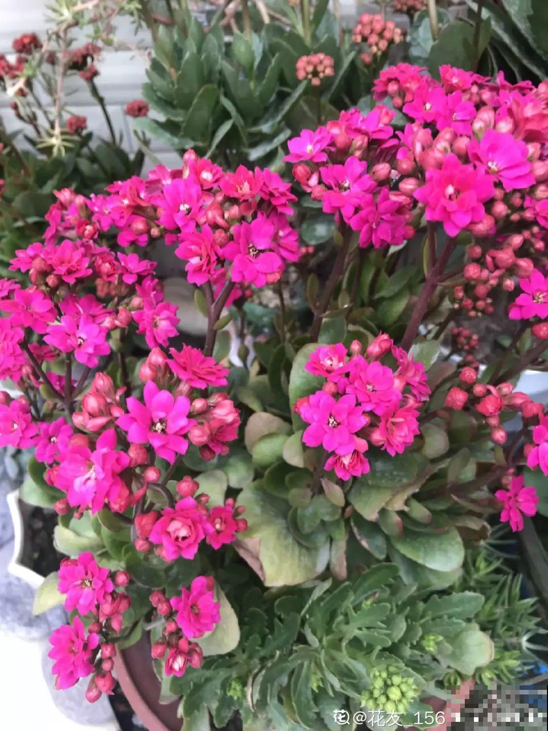 18种过年花，随便挑着养，“鼠”你新年最有钱！