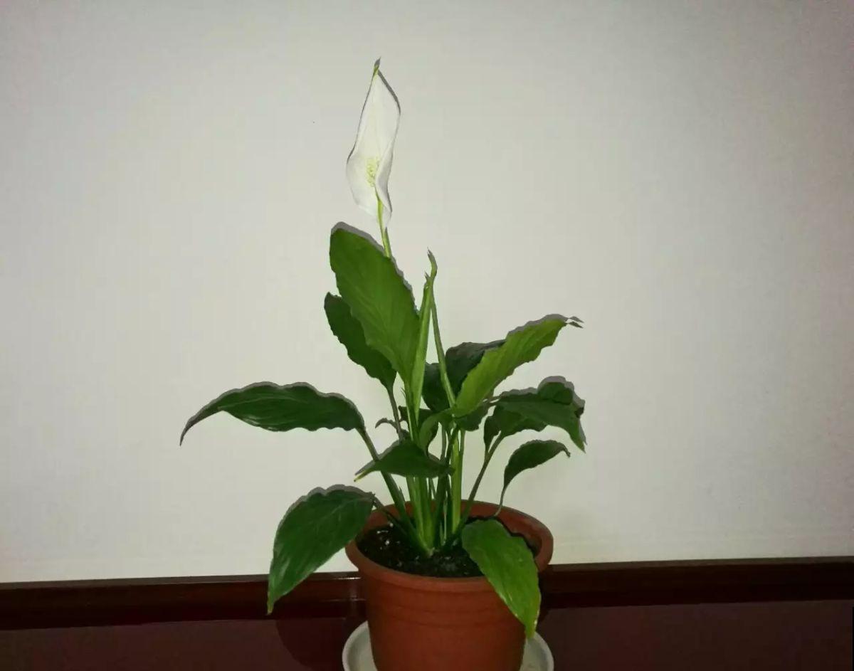 三种花是“水桶”，一天一瓢水，半月呼呼爆盆