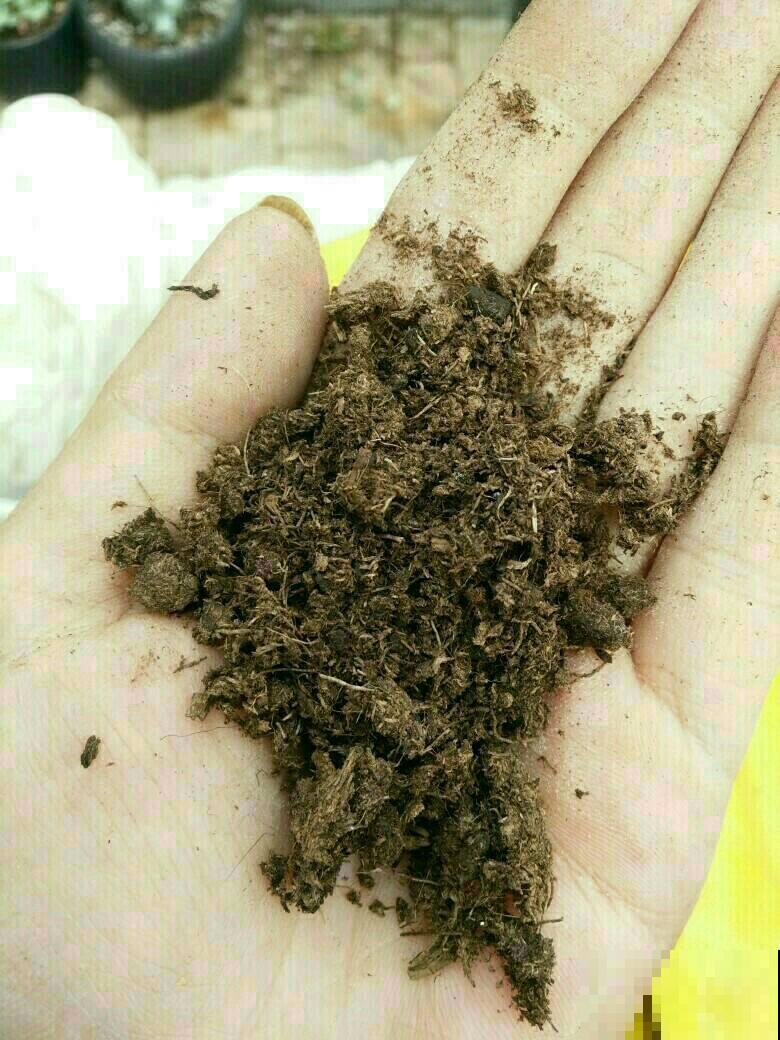 “小黑飞”真烦人，灭都灭不干净，3招端掉它们老窝