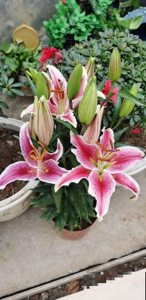家里养这花，寓意好，旺家宅，一盆也舍不得送